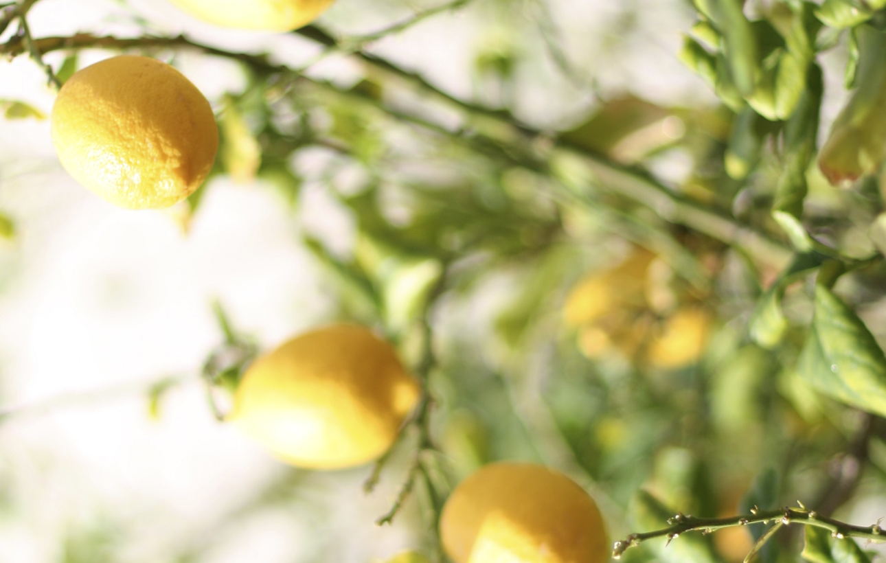 Desde la Huerta a tu cocina. Hablamos de los limones.