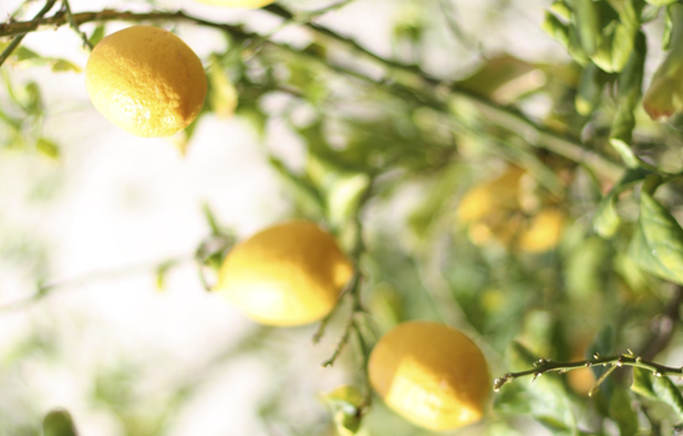 Desde la Huerta a tu cocina. Hablamos de los limones.