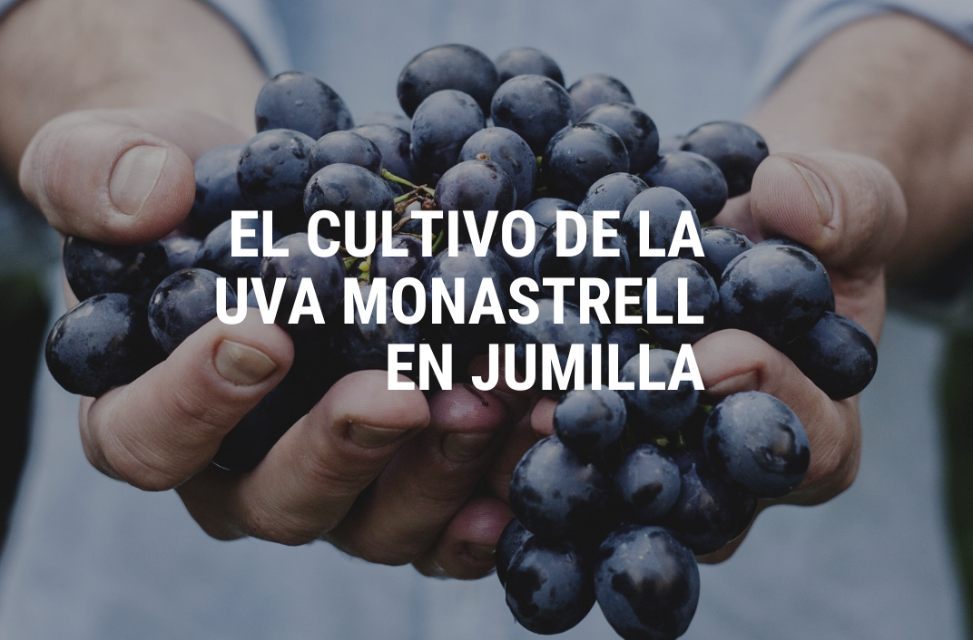 El cultivo de la uva Monastrell en Jumilla