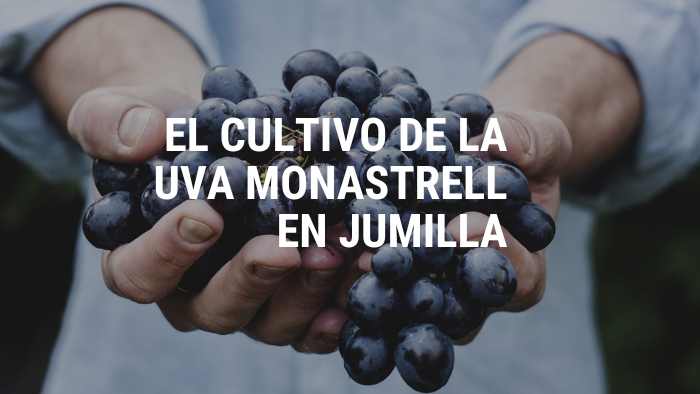 El cultivo de la uva Monastrell en Jumilla